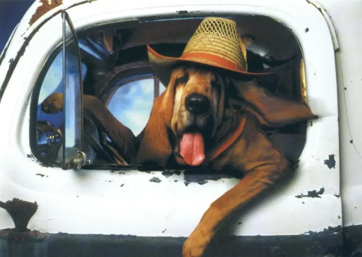 ERES UN PERRO?