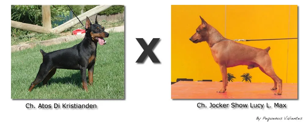 Camada pinscher miniatura campeones.