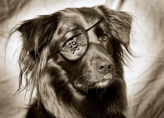 Que pasa si humanizas un perro