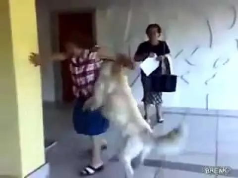 perro monta abuela