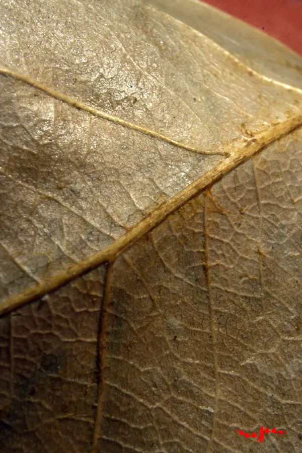 hoja invernal