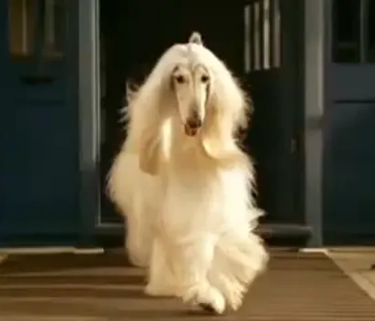 Anuncio de Tv con perros – Galgo Afgano