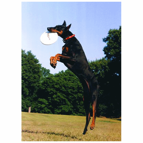 Pepitu ya caza el frisbee al aire.