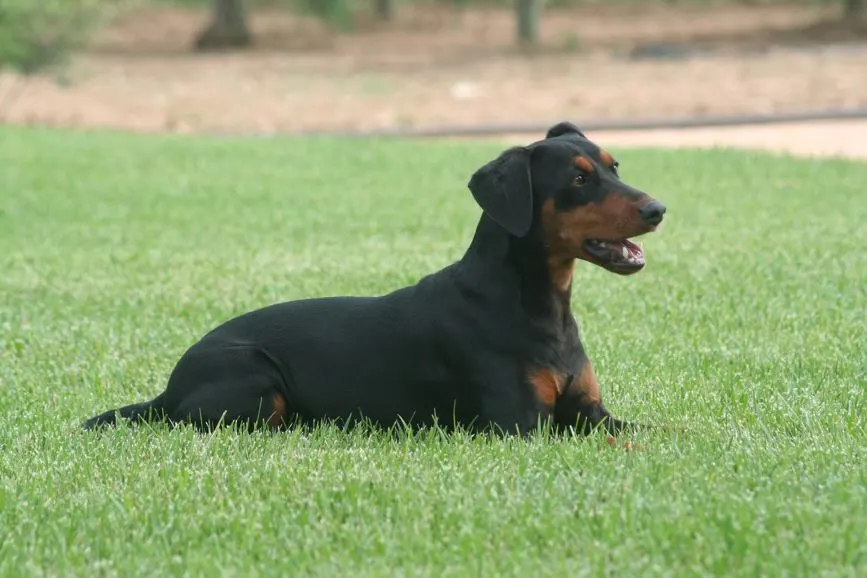 Mis Dominios Pinscher