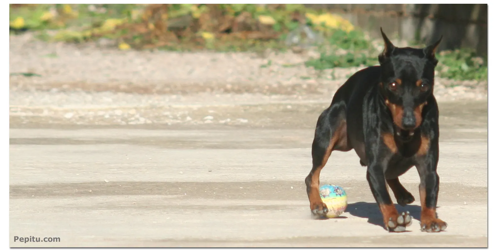 Pinscher Moment! Frenando.