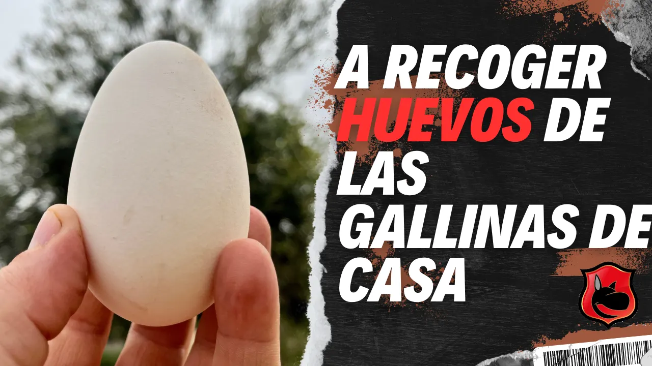 Día de la granja: Recogida de huevos, banquete para las gallinas y naranjas a la vista ¡Recogiendo huevos, lanzando sobras y soñando con naranjas jugosas!