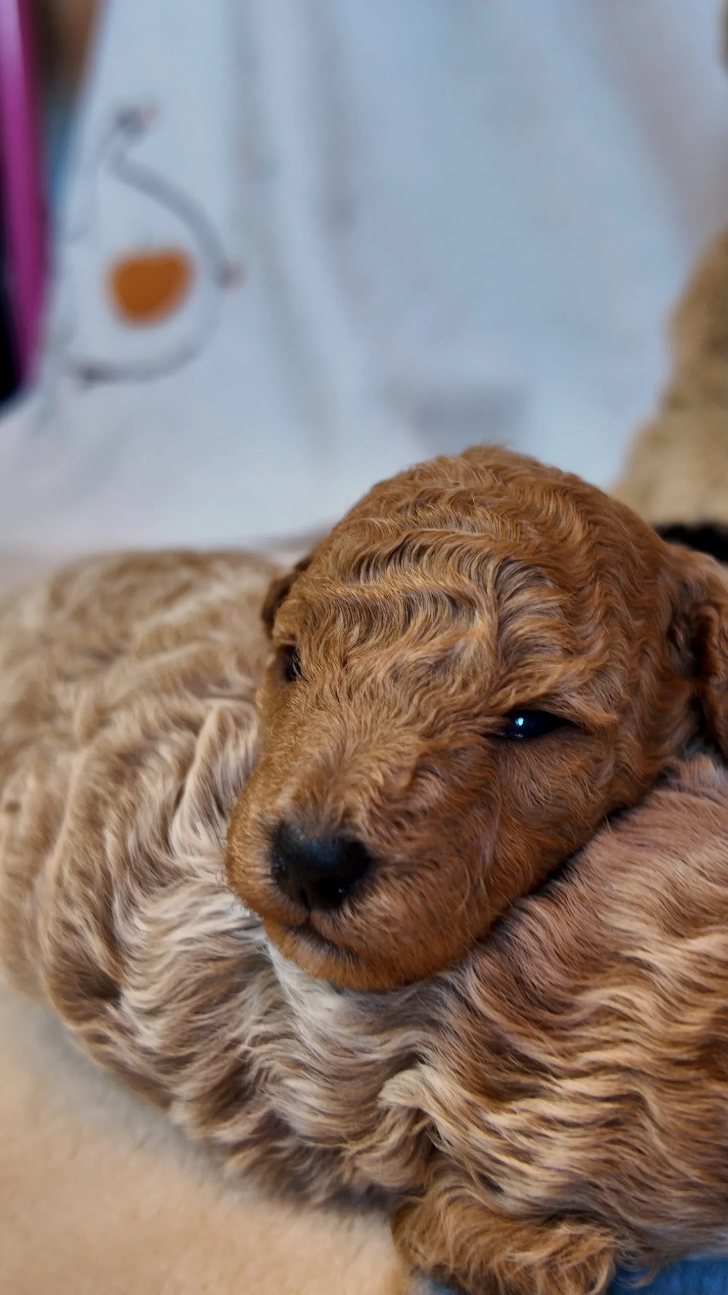 ¿Como duermen 3 cachorros de Caniche Toy – Poodle ?